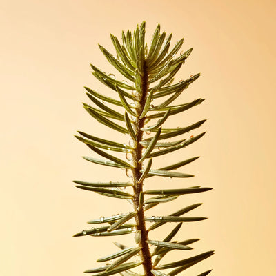 Platycladus Orientalis